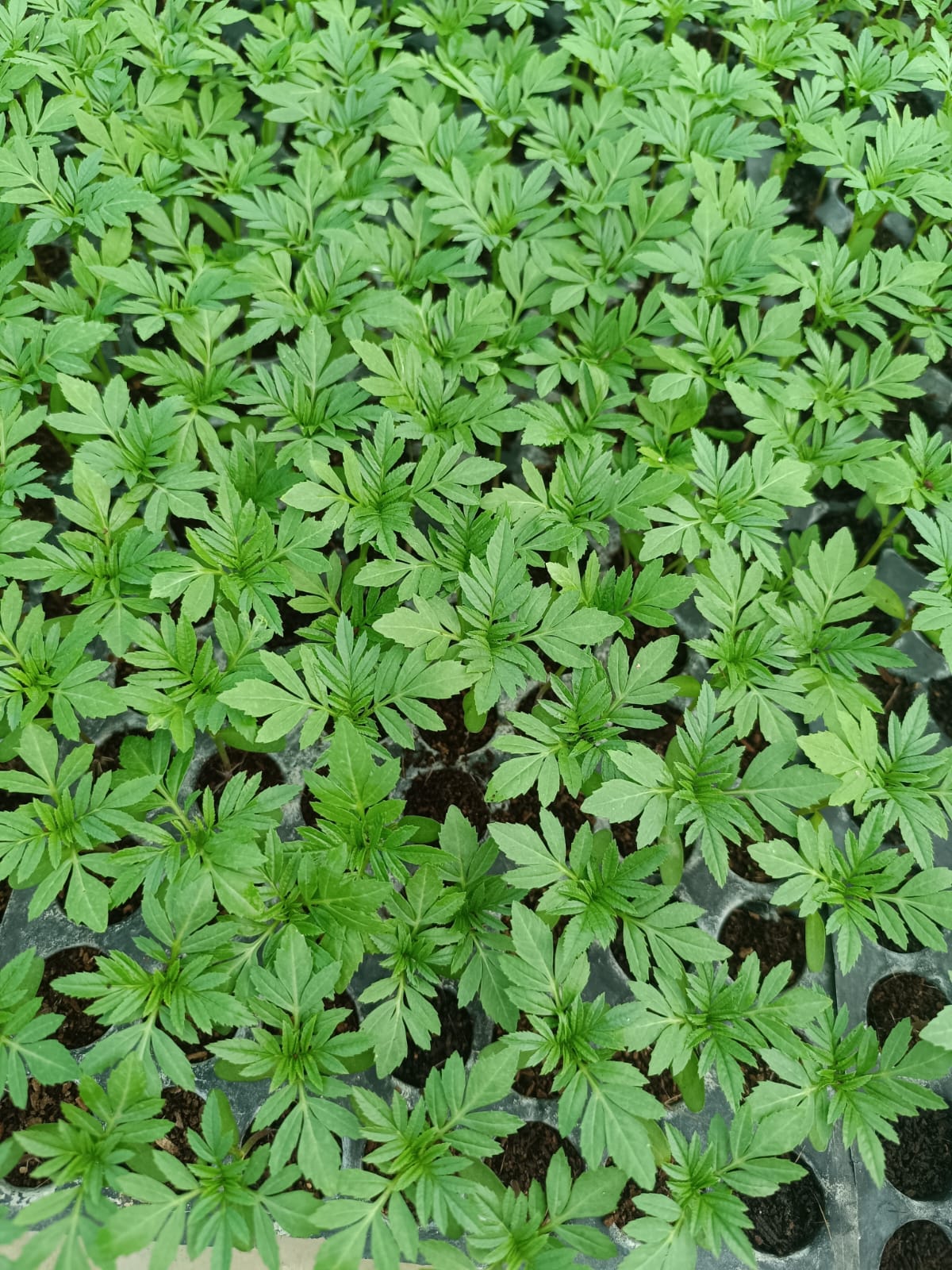Yellow Marigold Seedlings - View 2